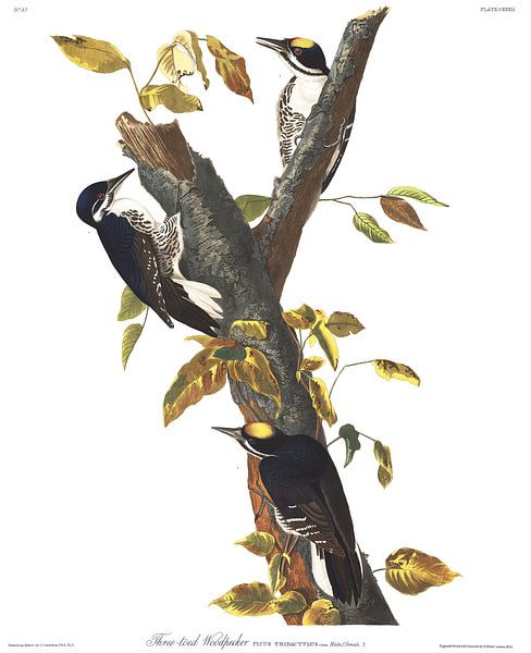 Three-Toed Specht van Birds of America
