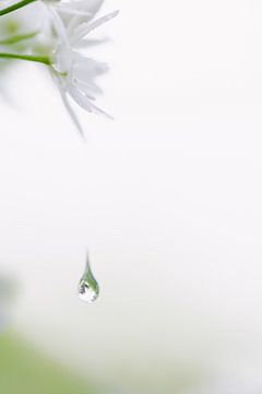 Druppel hangt aan bloemblaadje van de daslook van Ria van den Broeke