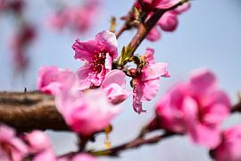 Eine Biene, die auf einem Pfirsichblütenzweig balanciert