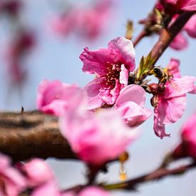Eine Biene, die auf einem Pfirsichblütenzweig balanciert von Ingrid de Vos - Boom