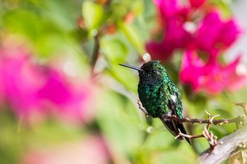 Le colibri garde son buisson