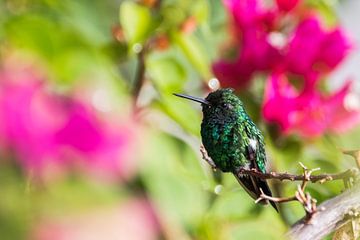 Hummingbird guards his bush by Jan-Thijs Menger