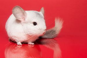 Niedliches weißes Chinchilla auf rotem Hintergrund