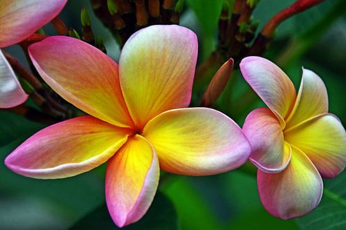beautiful frangipani flowers