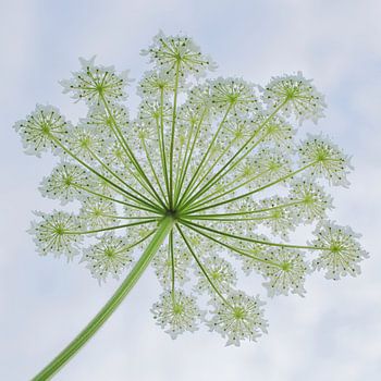 Wreath of giant hogweed 1