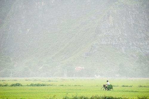 Boer op de fiets in Vietnamese rijstvelden