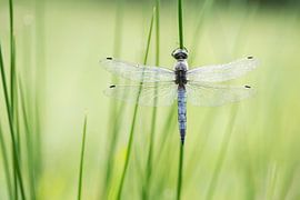 Hübsch in Blau. Rückansicht der Grosser Blaupfeil (Orthetrum Cancellatum) mit Tautropfen von Birgitte Bergman