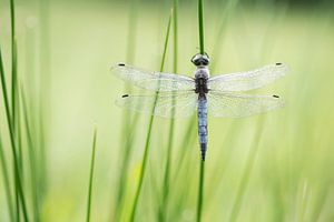 Hübsch in Blau. Rückansicht der Grosser Blaupfeil (Orthetrum Cancellatum) mit Tautropfen