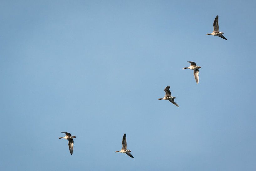 Gänse im Flug von Marjan Schmit Visser