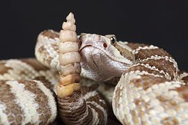Prärieklapperschlange (Crotalus viridis) von Ronald Pol
