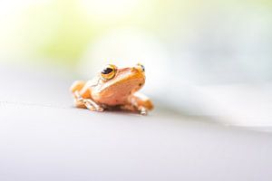 Frosch mit Blur von Marcel Derweduwen