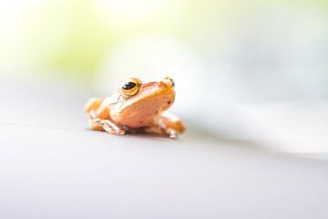 Frog with blur by Marcel Derweduwen