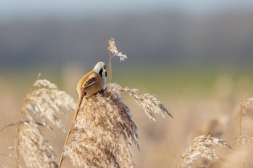 Baardmannetje in het riet.