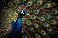 Pauw close-up