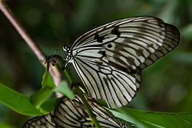 Vlinder by Leanne lovink