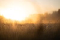 Gentse Natuur