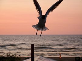 Gull flying up at sunset by Judith van Wijk