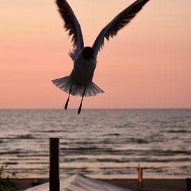 Gull flying up at sunset by Judith van Wijk