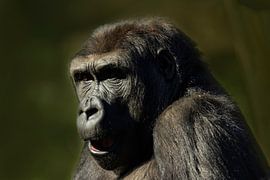 Portrait d'un gorille