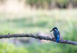 The observer! van Robert Kok