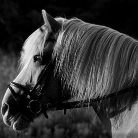 paard geniet van omgeving zwart wit van nikita van der Starre- Zagers