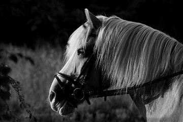 paard geniet van omgeving zwart wit van nikita van der Starre- Zagers