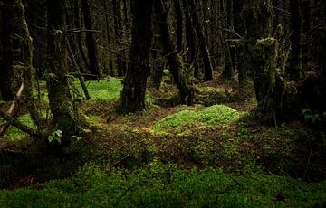 Geheimzinnig bos in Ierland van Bo Scheeringa Photography