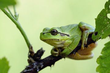 European Tree Frog ( Hyla arborea ) resting on blackberry tendril van wunderbare Erde