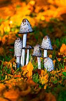 Advocaat pruik (Coprinus-comatus) paddenstoelen