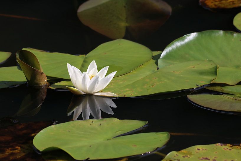 weiße Seerose von Rick Kroeze