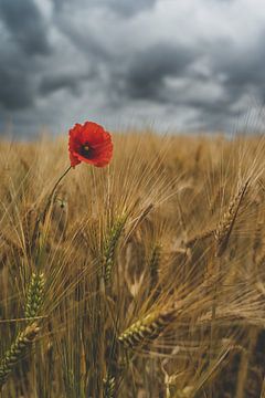 Mohn im Korn van Willi Schubert