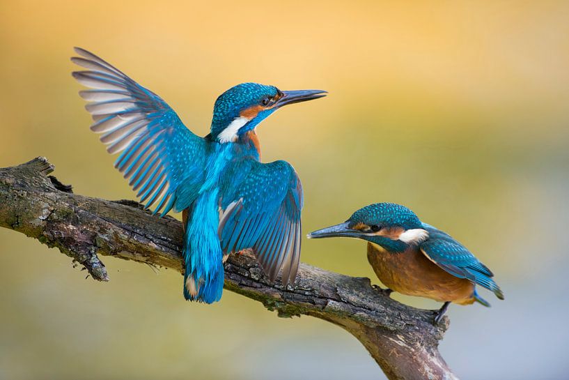 Eisvogel  ( Alcedo atthis ),  Altvogel weist dem Nachwuchs den Weg von wunderbare Erde