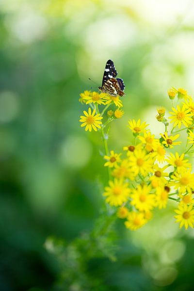 Schmetterling von mirka koot