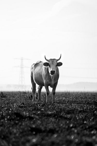 Black-and-white cow by Jim Plaum