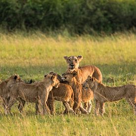 Lionne avec ses petits sur Albert van Heugten