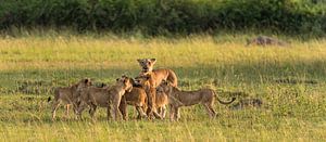 Lionne avec ses petits