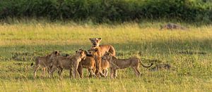 Lionne avec ses petits sur Albert van Heugten