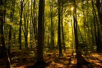 Sommernachmittag in Kralingse Bos