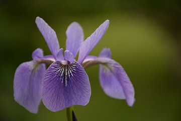 Een irisbloem in de tuin van Claude Laprise