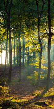 Défrichement de la forêt