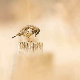 De graspieper van Danny Slijfer Natuurfotografie