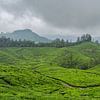 Plantation de thé au Kerala, près de Munnar, Inde du Sud sur Robert Ruidl