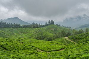 Plantation de thé au Kerala, près de Munnar, Inde du Sud sur Robert Ruidl