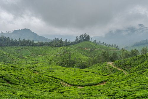 Teeplantage in Kerala, nahe Munnar, Südindien