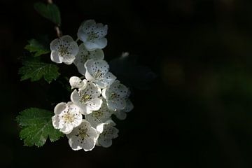 Witte bloemen aan de boom in de lente