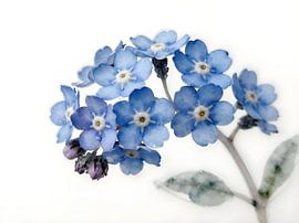 Forget-me-not – Delicate watercolour blossoms in blue by Kristin M