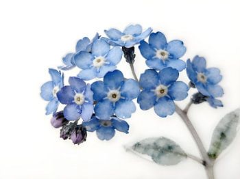 Myosotis – Délicates fleurs aquarellées en bleu