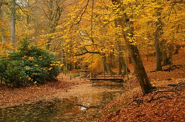Herfst in het bos, een brug over de sloot van Discover Dutch Nature