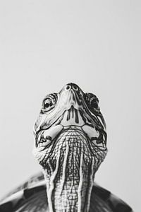 Schildkröte