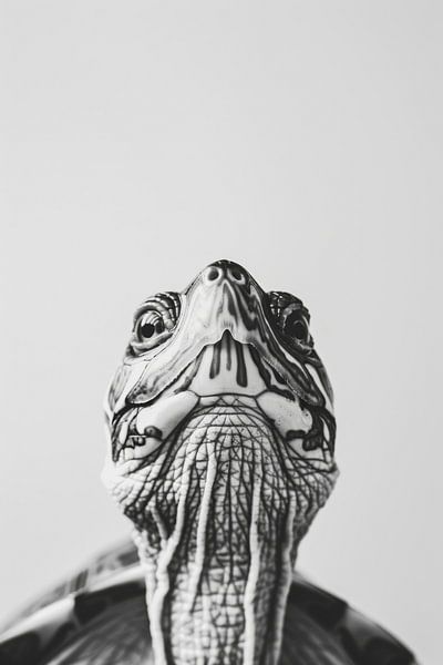 Turtle by Poster Art Shop